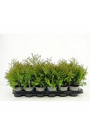 Thuja occidentalis Yellow Ribbon Ø9