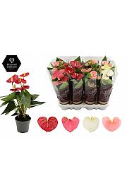 Anthurium andr. Ø9 Mix