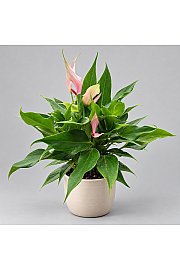 Anthurium andr. Ø12 Mix