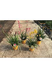 Anigozanthus Hibrido Downunder Dreams Ø18