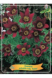 Anemone pulsatilla vulgaris Rubra Ø11