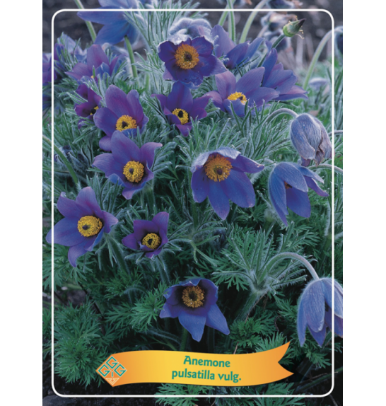 Anemone pulsatilla vulgaris Ø11