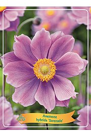 Anemone hybrida Serenade Ø11