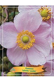 Anemone hybrida Loraley Ø11