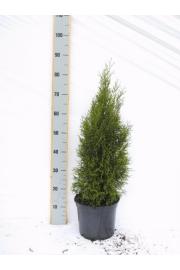 Thuja occidentalis Smaragd C5 Lit. 80-100 cm