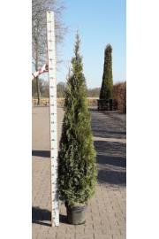 Thuja occidentalis Smaragd C35 Lit. 180-200 cm