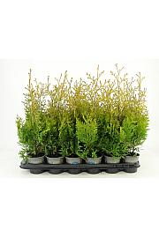 Thuja occidentalis Salland
