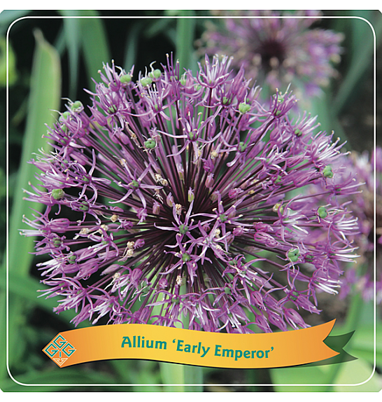 Allium Early Emperor C5 Lit.