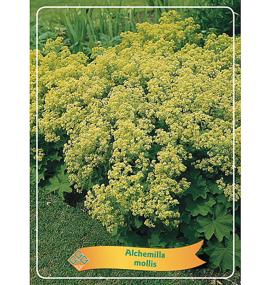 Alchemilla mollis Ø11