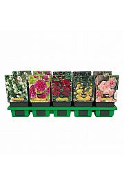 Alcea mix Ø11