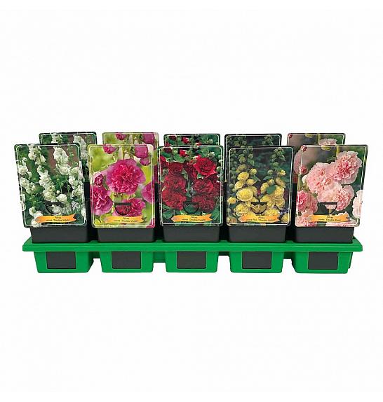 Alcea mix Ø11
