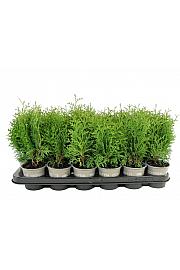 Thuja occidentalis Holmstrup Ø9