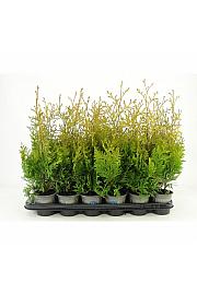 Thuja occidentalis Holmstrup Ø9