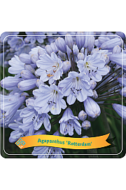 Agapanthus Rotterdam C5 Lit.
