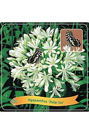 Agapanthus Polar ice C5 Lit.