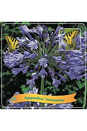 Agapanthus Intermedius C5 Lit.