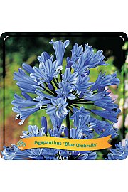 Agapanthus Blue Umbrella C5 Lit.