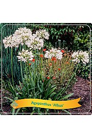 Agapanthus Albus C5 Lit.