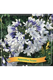 Agapanthus africanus Twister C5 Lit.