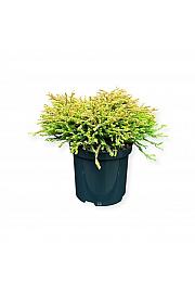Thuja occidentalis Golden Tuffet C2,5 Lit. 20-25 cm