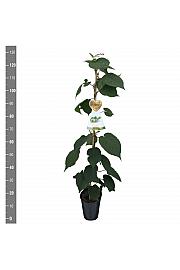 Actinidia deliciosa Matua C4 Lit. 100-120 cm