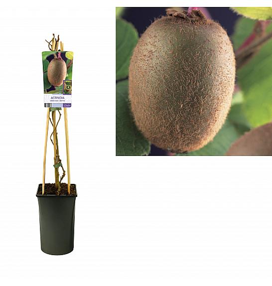 Actinidia deliciosa Jenny C2,5 Lit. 40-60 cm