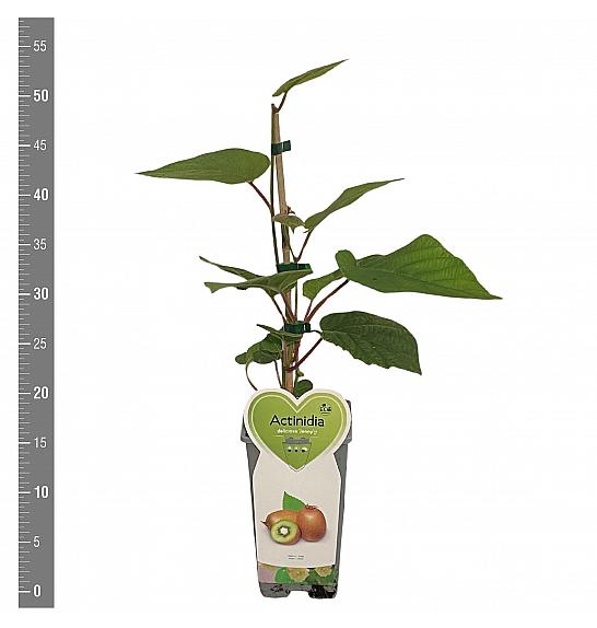 Actinidia deliciosa Jenny C2 Lit. 30-40 cm