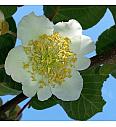 Actinidia deliciosa Atlas C2 Lit. 40-60 cm (24003)