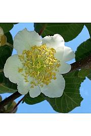 Actinidia deliciosa Atlas C2 Lit. 40-60 cm (24003)