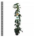 Actinidia arguta Super Issai C4 Lit. 100-120 cm