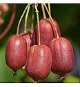 Actinidia arguta Scarlet September C2 Lit. 30-40 cm
