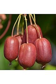 Actinidia arguta Scarlet September C2 Lit. 30-40 cm
