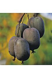 Actinidia arguta Ken´s Red C2 Lit. 30-40 cm