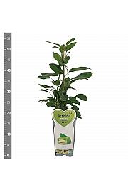 Actinidia arguta Issai C2 Lit. 30-40 cm