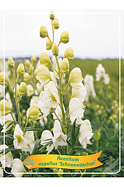 Aconitum Schneewittchen Ø11