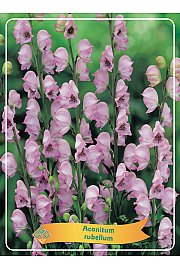 Aconitum rubellum Ø11
