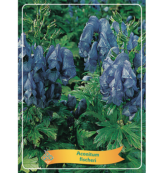 Aconitum fischeri Ø11