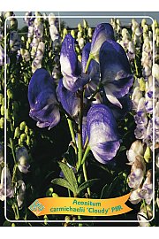 Aconitum carmichaelii Cloudy PBR Ø11