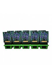 Aconitum arendsii Ø11