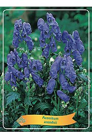 Aconitum arendsii Ø11