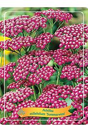 Achillea Summerwine Ø11