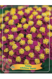 Achillea millefolium Paprika Ø11