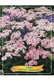 Achillea millefolium Appleblossom Ø11