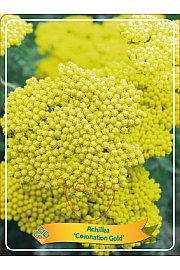 Achillea Coronation Gold Ø11
