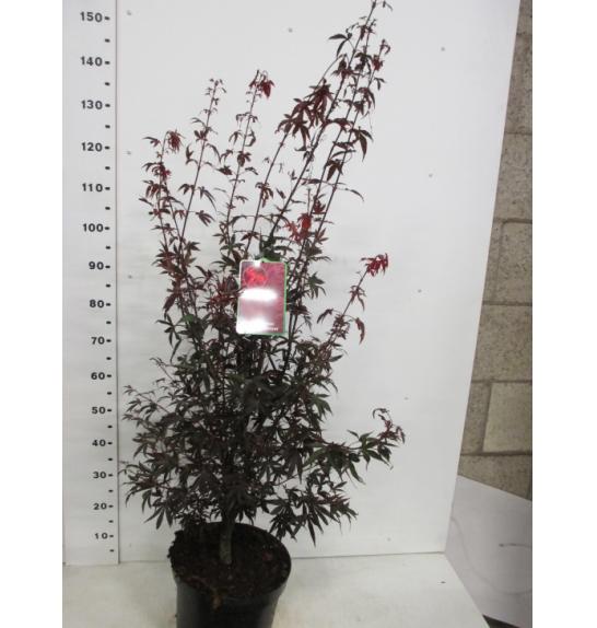 Acer palmatum Skeeters Broom C10 Lit. 80-100 cm
