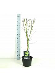 Acer palmatum Seiryu C5 Lit. 50-60 cm