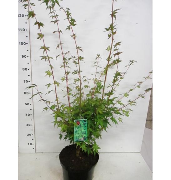 Acer palmatum Sangokaku C10 Lit. 80-100 cm