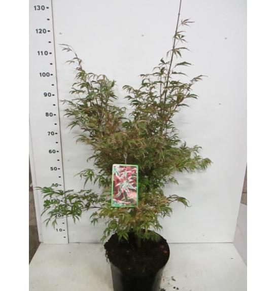 Acer palmatum Pink Passion C10 Lit. 60-80 cm
