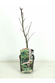 Acer palmatum Osakazuki C3 Lit. 30-50 cm