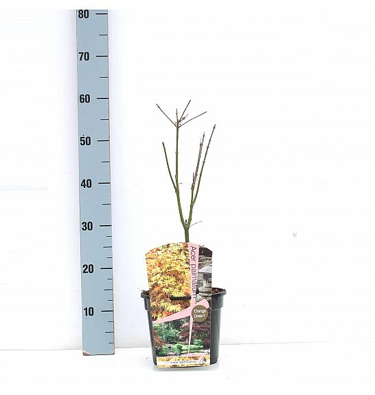 Acer palmatum Orange Dream C3 Lit. 30-50 cm